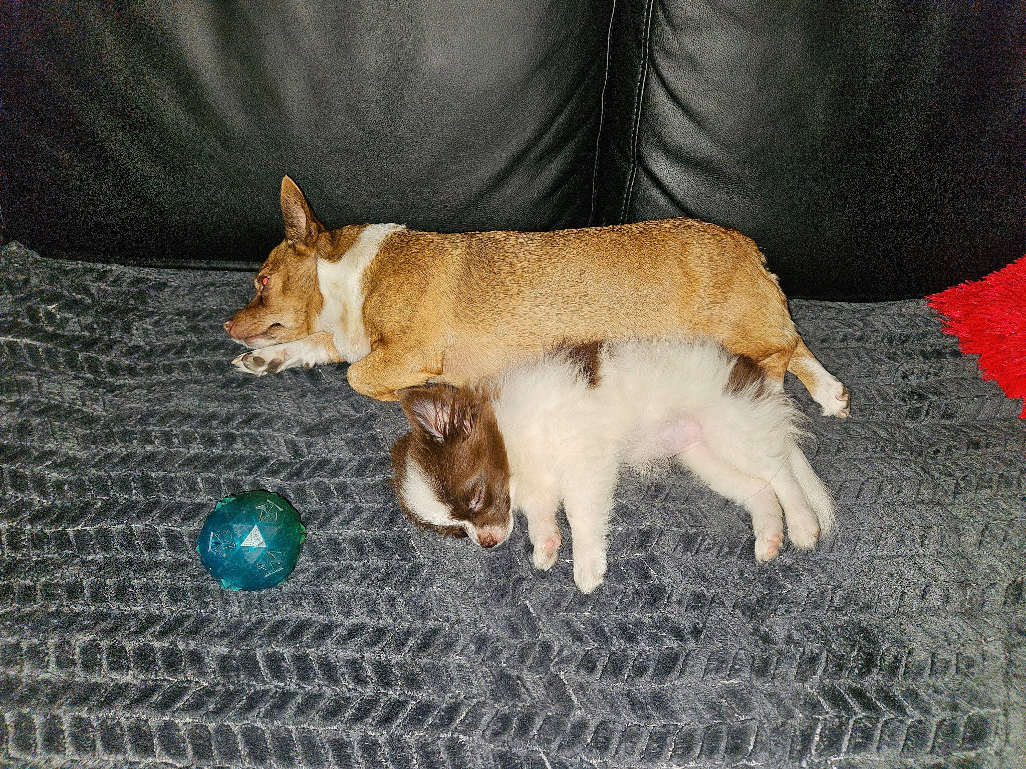 Princesse a rejoint le concours — aidez-le/la à gagner de superbes lots ! canidae, carnivore, comfort, companion_dog, couch, dog_breed, domestic_short_haired_cat, fawn, felidae, flooring, fur, grass, mesh, paw, small_to_medium_sized_cats, sporting_group, tail, textile, whiskers, wood