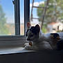 Jojo is registered to the contest to win money with this photo: cat, calico, windowsill, window, indoor, natural_light, animal, pet, fur, resting, side_view, domestic, quiet, daylight, blurred_background, greenery, ladder, house, still_life, contemplative