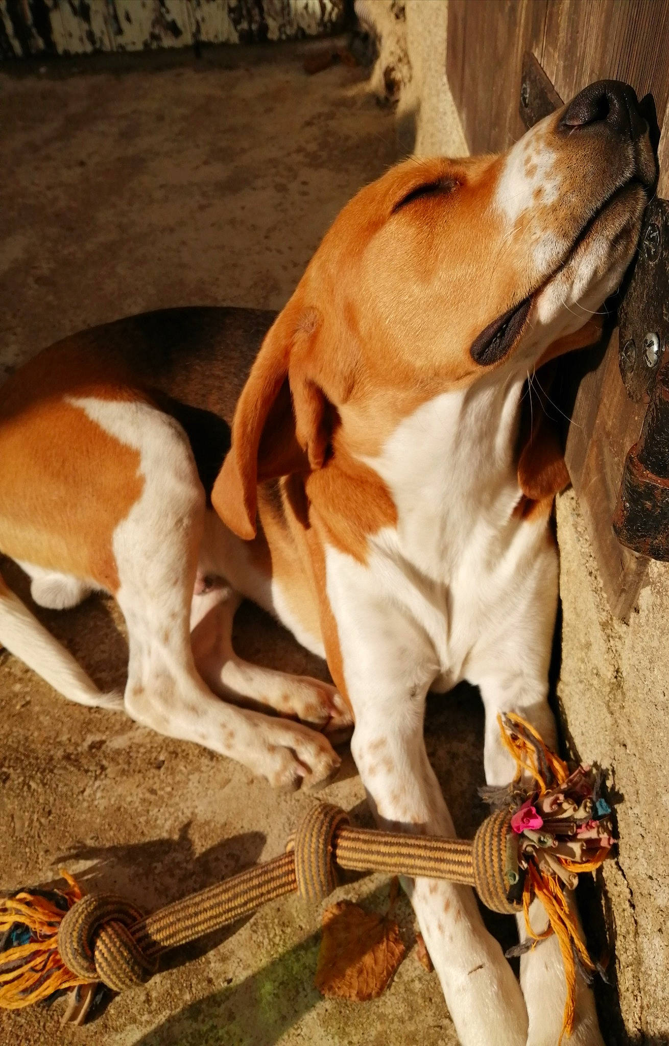 Rox a rejoint le concours — aidez-le/la à gagner de superbes lots ! canidae, carnivore, collar, companion_dog, dog, dog_breed, dog_collar, fawn, hound, liver, snout, sporting_group, string_instrument, terrestrial_animal, whiskers, working_animal, working_dog