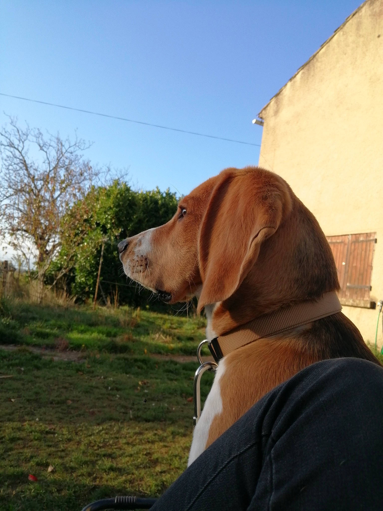 Rox participe au concours pour gagner de l'argent avec cette photo : canidae, carnivore, collar, companion_dog, dog, dog_breed, dog_collar, gun_dog, hunting_dog, liver, pet_supply, pointing_breed, retriever, snout, sporting_group, vizsla, whiskers, working_animal, working_dog