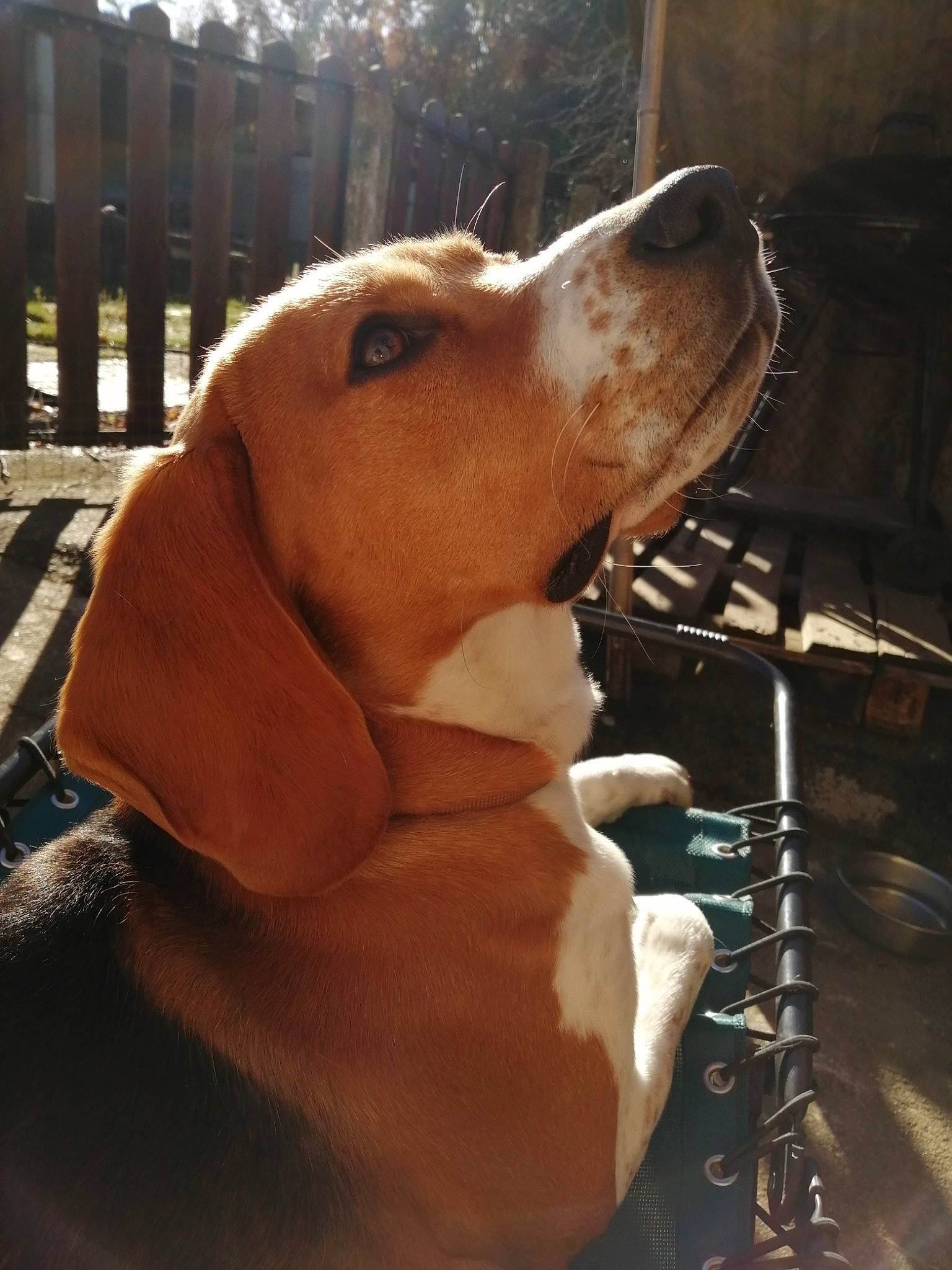 Rox a rejoint le concours — aidez-le/la à gagner de superbes lots ! basset_hound, brown, canidae, carnivore, collar, companion_dog, dog, dog_breed, fawn, hound, hunting_dog, liver, pet_supply, scent_hound, snout, sporting_group, tan, vertebrate, working_animal, working_dog