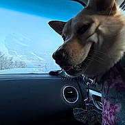 Nala joined the competition — help win amazing prizes! animal, blue_sky, canine, car_interior, close_up, collar, dashboard, daytime, dog, ear, frost, leash, nature, pet, seat, sky, snout, sweater, window, winter