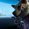 animal, blue_sky, canine, car_interior, close_up, collar, dashboard, daytime, dog, ear, frost, leash, nature, pet, seat, sky, snout, sweater, window, winter
