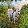 dog, leash, harness, grass, water, reflection, nature, outdoor, greenery, plants, sky, canine, pet, happy, fur, animal, summer, walking, portrait, field