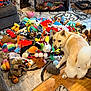 dog, plush_toys, toy, indoor, carpet, crate, furniture, wood_floor, curtain, basket, colorful, animal, pet, playful, canine, stuffed_animal, living_room, home, cute, fun