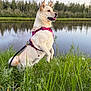 dog, canine, pet, harness, grass, river, water, trees, forest, nature, outdoor, animal, mammal, standing, leash, sky, clouds, greenery, happy, daytime