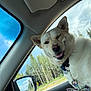 dog, white_dog, car_interior, passenger_seat, leash, floral_pattern, side_mirror, trees, forest, sky, clouds, happy_dog, tongue_out, window, collar, seat, dashboard, sunlight, road, nature