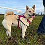 Nala is registered to the contest to win money with this photo: dog, canine, pet, outdoor, grass, field, sky, clouds, harness, leash, tongue_out, tail, person, jeans, nature, happy, animal, walking, summer, daylight