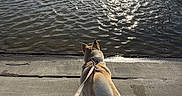 Nala is registered to the contest to win money with this photo: animal, back_view, calm, clouds, concrete, dock, dog, lake, leash, nature, outdoor, pet, reflection, ripples, scenic, sky, sunlight, trees, walking, water