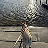 animal, back_view, calm, clouds, concrete, dock, dog, lake, leash, nature, outdoor, pet, reflection, ripples, scenic, sky, sunlight, trees, walking, water