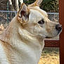 dog, canine, outdoor, fence, wooden_fence, animal, pet, profile, close_up, fur, ears, snout, nature, daylight, brown, beige, watchful, calm, background, portrait