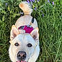 dog, canine, pet, grass, flowers, purple_flowers, greenery, outdoor, nature, animal, fur, ears, nose, tongue, harness, leash, tail, closeup, looking_up, happy