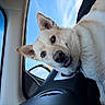 animal, car, close_up, companion, daylight, dog, ear, inside, light_fur, looking, nose, pet, portrait, relaxed, seat, side_mirror, sky, tongue, travel, window