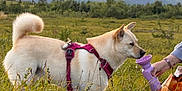 Nala joined the competition — help win amazing prizes! dog, canine, outdoor, grass, field, harness, water, drinking, person, hand, nature, mountains, trees, pet, animal, daylight, greenery, leisure, summer, landscape