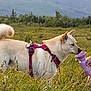 dog, canine, outdoor, grass, field, harness, water, drinking, person, hand, nature, mountains, trees, pet, animal, daylight, greenery, leisure, summer, landscape