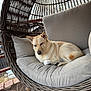 dog, cushion, chair, wicker, porch, outdoor, pet, sleeping, relaxed, furniture, backyard, wood, fence, animal, canine, resting, cozy, daylight, nature, domestic