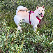 Nala is registered to the contest to win money with this photo: dog, canine, pet, leash, harness, outdoor, nature, greenery, bushes, grass, happy, panting, fluffy_tail, medium_sized_dog, walking, summer, daylight, animal, mammal, tongue_out