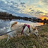 Nala is registered to the contest to win money with this photo: animal, canine, clouds, dog, field, grass, house, landscape, leash, nature, outdoor, reflection, river, scenic, sky, sunset, trees, twilight, walk, water