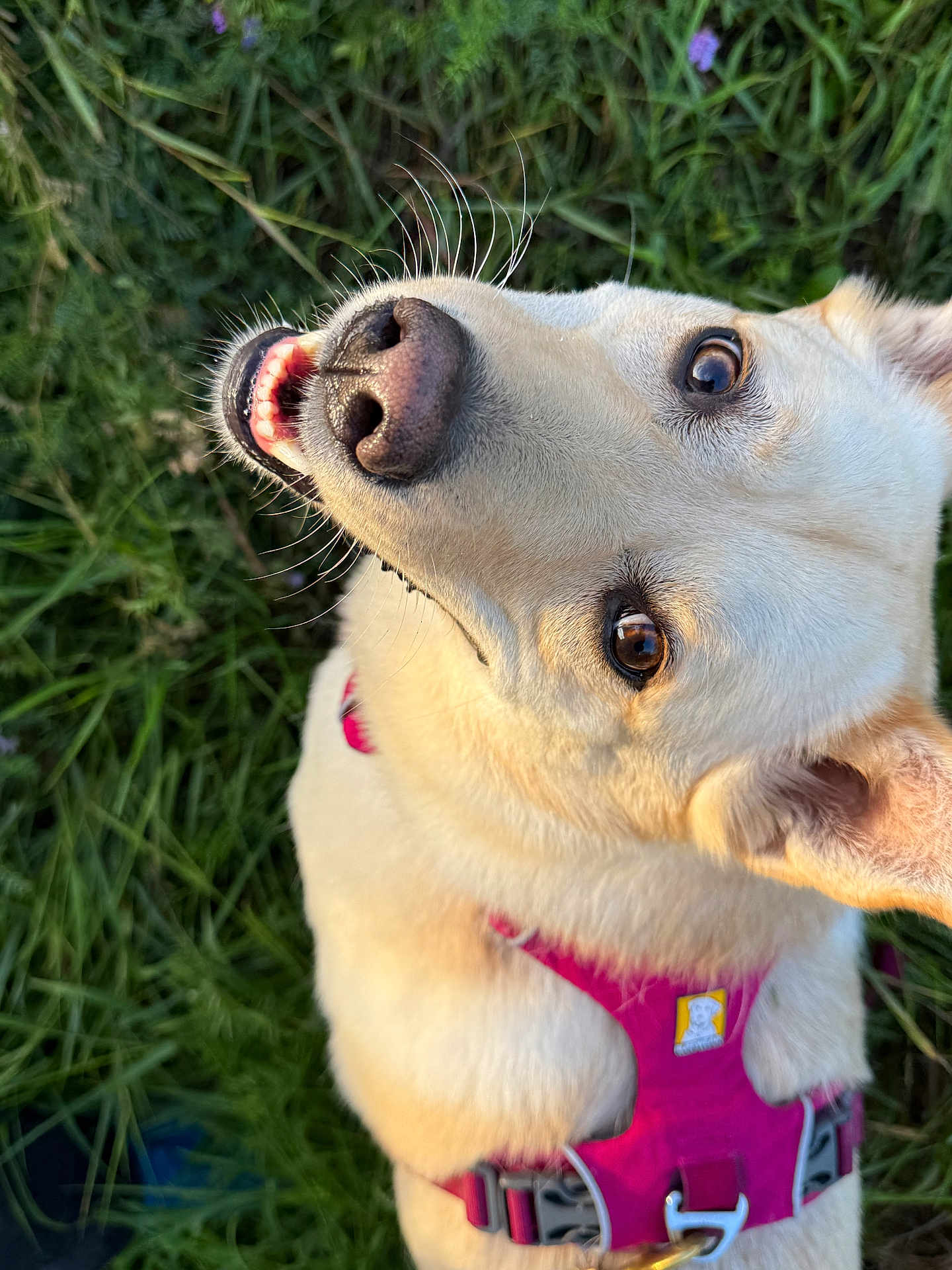 Nala