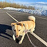 Nala is registered to the contest to win money with this photo: animal, asphalt, bow, canine, cold_weather, daytime, dog, leash, leash_accessory, nature, outdoor, parking_lot, pavement, pet, shadow, sky, snow, sunny, trees, walking