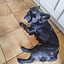 Hunter Poème participe au concours pour gagner de l'argent avec cette photo : dog, black_dog, pet, indoor, tile_floor, kitchen, floor, lying_down, looking_back, ears, fur, canine, companion, domestic_animal, animal, resting, cute, alert, home, household