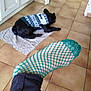 Hunter Poème a rejoint le concours — aidez-le/la à gagner de superbes lots ! dog, black_dog, sweater, indoor, floor, tile_floor, mat, foot, fishnet_sock, clothing, pants, hallway, cabinet, doorway, resting, pet, animal, home, cozy, casual