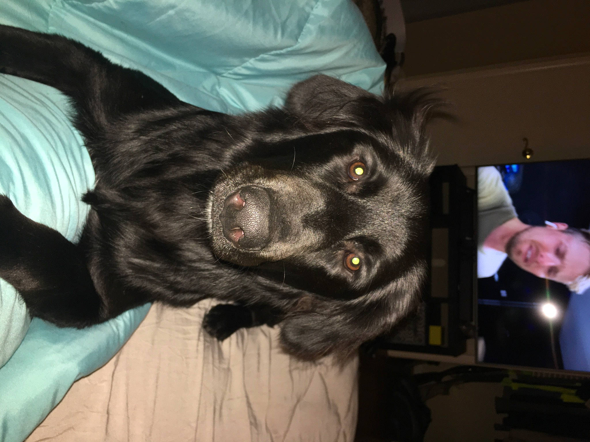 Bella is registered to the contest to win money with this photo: canidae, carnivore, companion_dog, dog, dog_breed, ear, snout, sporting_group