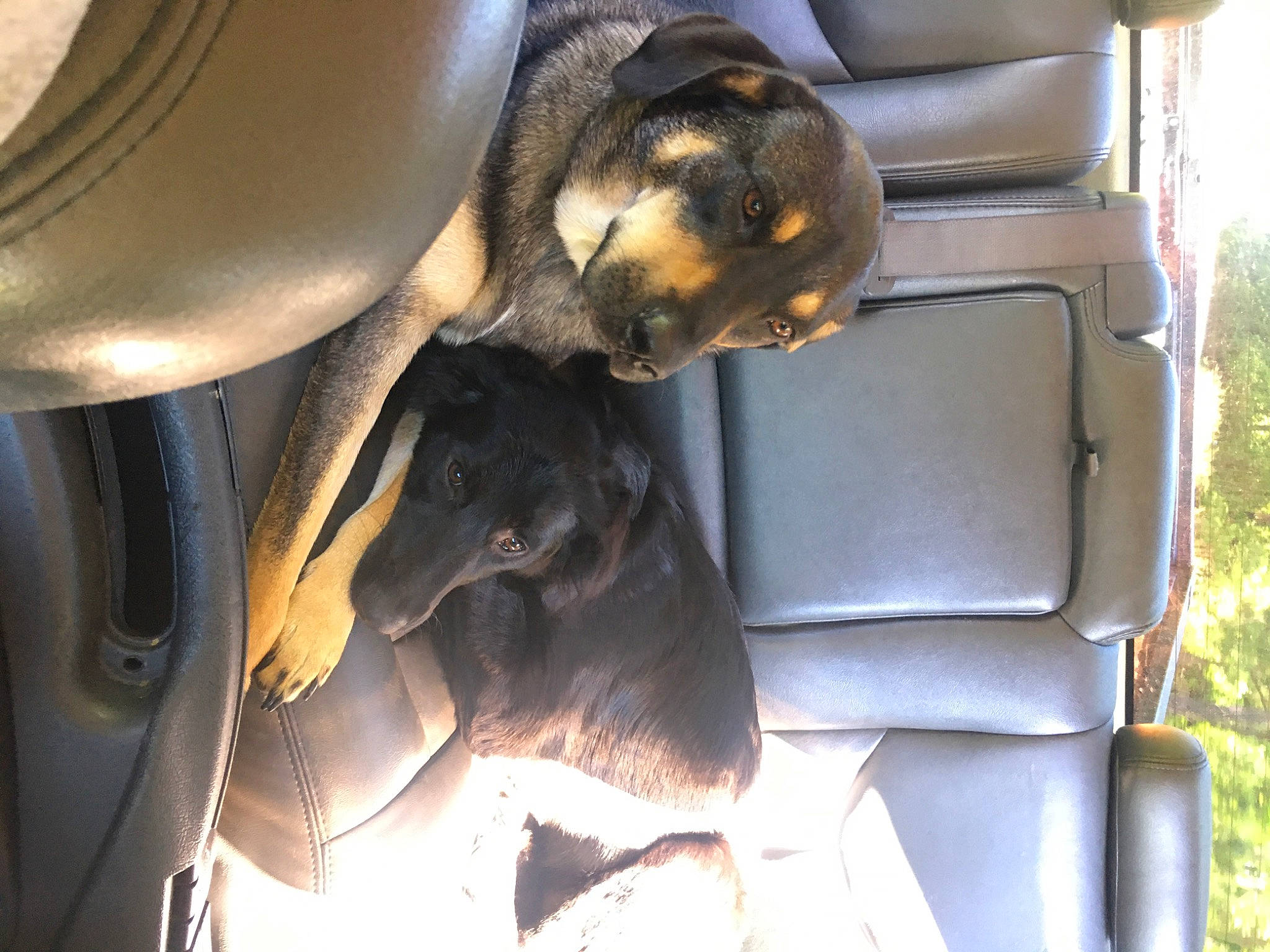 Bella joined the competition — help win amazing prizes! auto_part, canidae, dobermann, guard_dog, sporting_group