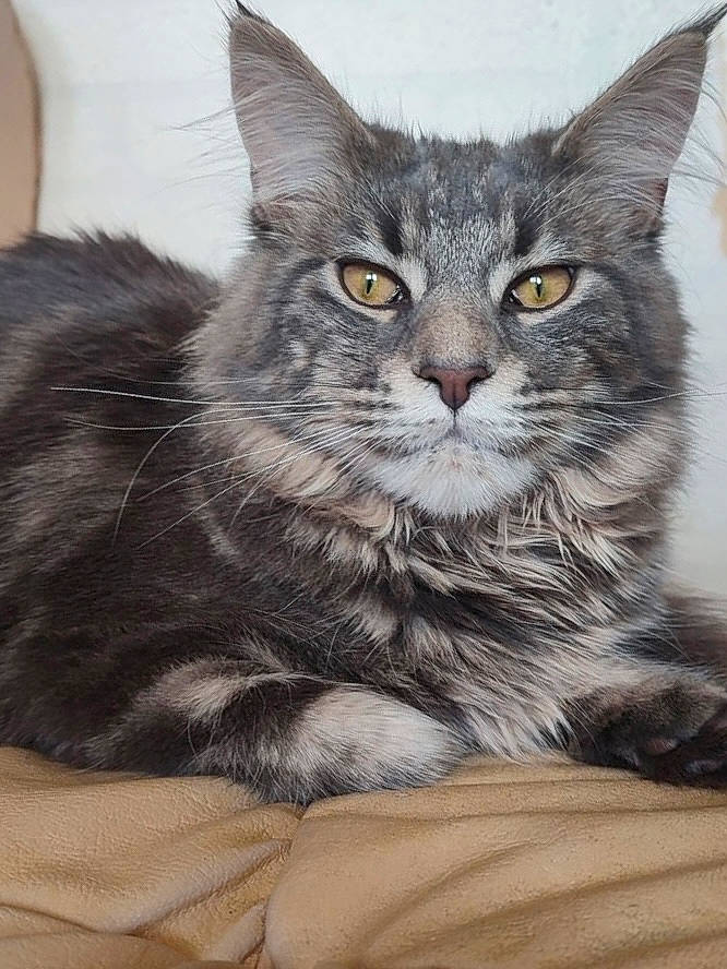 Tokyo a rejoint le concours — aidez-le/la à gagner de superbes lots ! box, carnivore, cat, cat_supply, claw, comfort, domestic_short_haired_cat, felidae, fur, grey, iris, monochrome_photography, paw, sitting, small_to_medium_sized_cats, snout, terrestrial_animal, whiskers, window