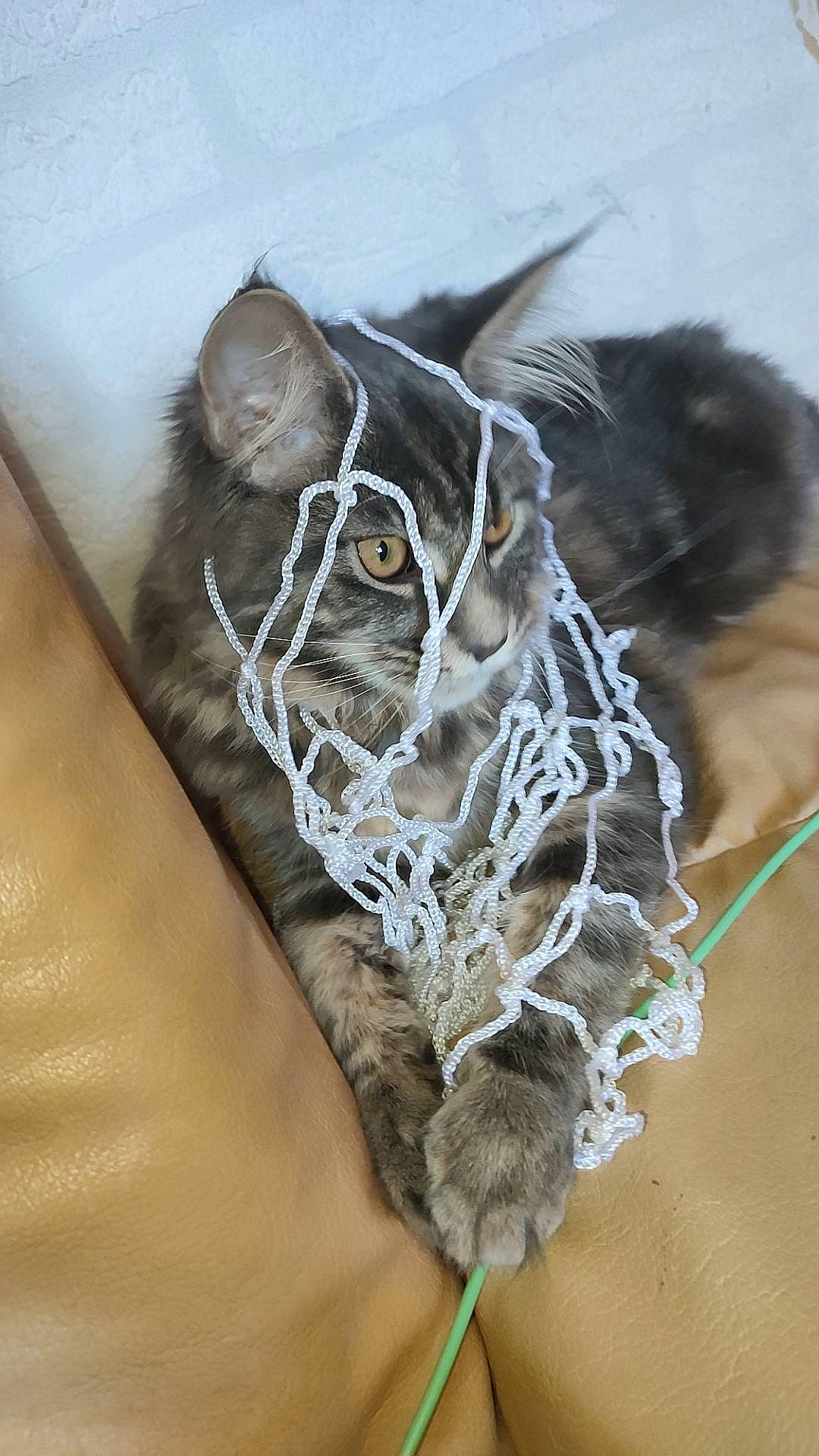 Tokyo a rejoint le concours — aidez-le/la à gagner de superbes lots ! bird_of_prey, cat, close_up, domestic_short_haired_cat, eye, felidae, fur, grey, jaw, livestock, macro_photography, owl, pack_animal, small_to_medium_sized_cats, snout, terrestrial_animal, whiskers, wildlife, window, working_animal