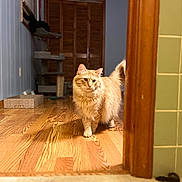 Louis is registered to the contest to win money with this photo: cat, ginger_cat, fluffy, indoor, wooden_floor, hallway, doorway, cat_tree, pet_accessories, furniture, wall, tiles, flooring, orange_cat, walking, curious, domestic_cat, home, animal, pet