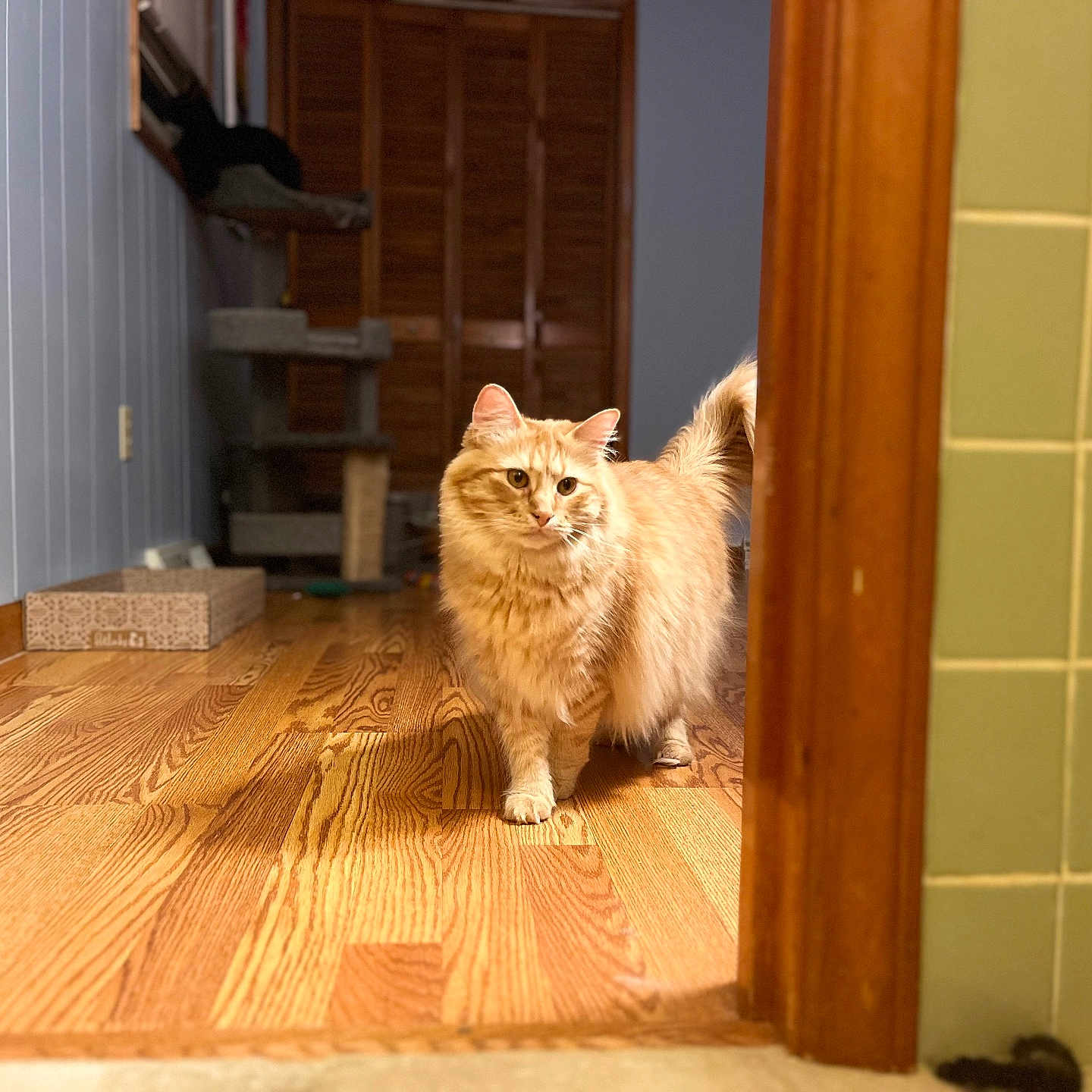 Louis is registered to the contest to win money with this photo: animal, cat, cat_tree, curious, domestic_cat, doorway, flooring, fluffy, furniture, ginger_cat, hallway, home, indoor, orange_cat, pet, pet_accessories, tiles, walking, wall, wooden_floor