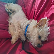 Gismo joined the competition — help win amazing prizes! animal, blanket, collar, companion, cozy, cute, dog, domestic_animal, ear, fur, fur_texture, indoors, paw, pet, red, relaxed, resting, sleeping, small_dog, snout