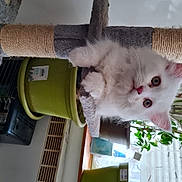 Sacha participe au concours pour gagner de l'argent avec cette photo : carnivore, cat, claw, domestic_short_haired_cat, fawn, felidae, fur, mammal, paw, plant, room, small_to_medium_sized_cats, snout, tail, tree, vertebrate, whiskers, wood