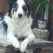 Simba a rejoint le concours — aidez-le/la à gagner de superbes lots ! dog, blue_eyes, wooden_bench, outdoor, potted_plant, wooden_fence, relaxed, pet, animal, fur, black_and_white, quiet, nature, portrait, resting, canine, companionship, domestic_animal, calm, bench