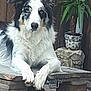 animal, bench, black_and_white, blue_eyes, calm, canine, companionship, dog, domestic_animal, fur, nature, outdoor, pet, portrait, potted_plant, quiet, relaxed, resting, wooden_bench, wooden_fence
