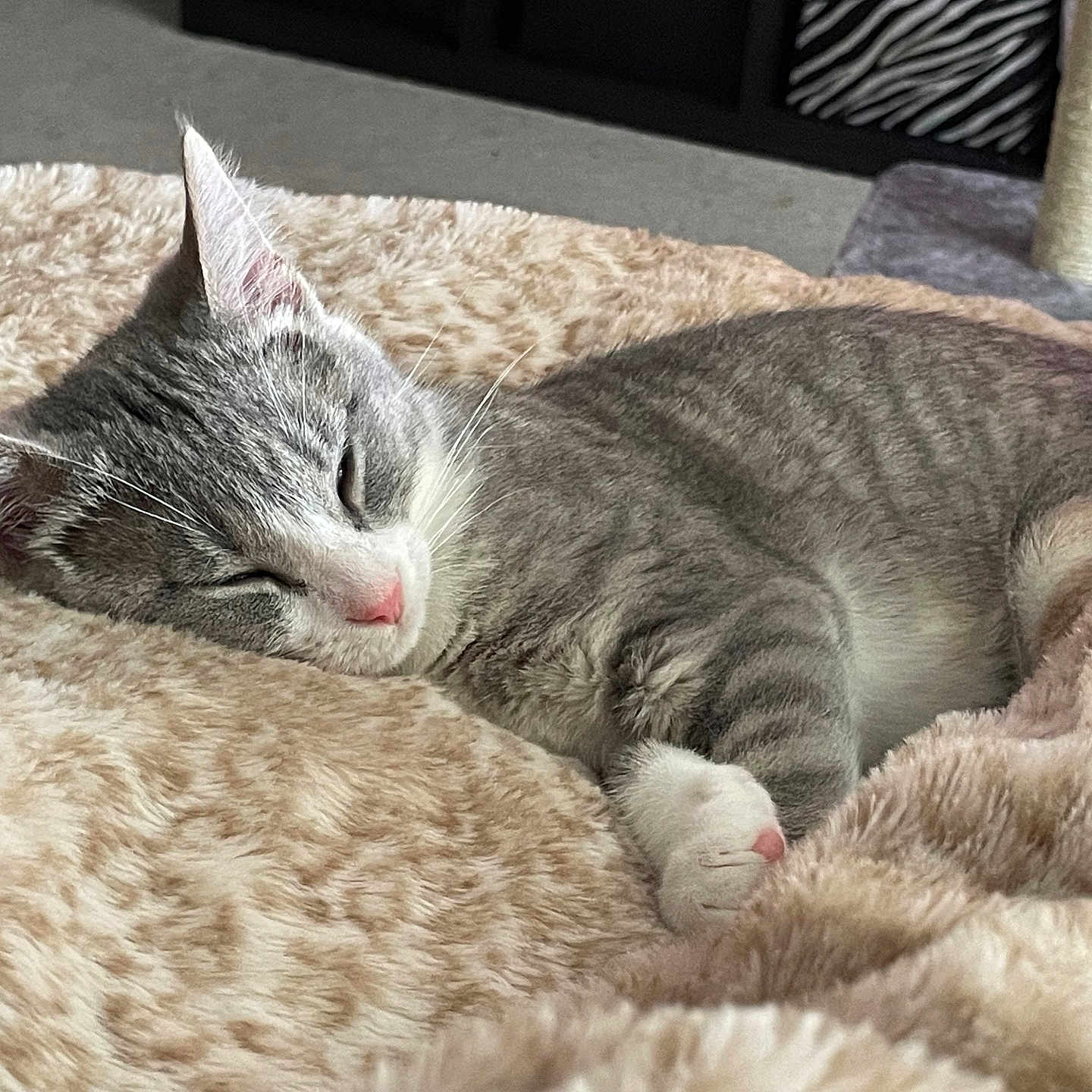 Callie is registered to the contest to win money with this photo: animal, blanket, cat, comfort, cozy, cute, feline, fur, indoor, paw, peaceful, pet, pink_nose, plush, relaxation, resting, sleeping, soft, tabby, whiskers