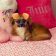Luna joined the competition — help win amazing prizes! dog, small_dog, stuffed_animal, pink_bedspread, pink_pillow, glasses_filter, dog_ears_filter, bedroom, cozy, cute, pet, lying_down, patterned_bedspread, plush_toy, decorative_pillow, indoor, resting, fur, animal, digital_filter