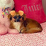 dog, small_dog, stuffed_animal, pink_bedspread, pink_pillow, glasses_filter, dog_ears_filter, bedroom, cozy, cute, pet, lying_down, patterned_bedspread, plush_toy, decorative_pillow, indoor, resting, fur, animal, digital_filter