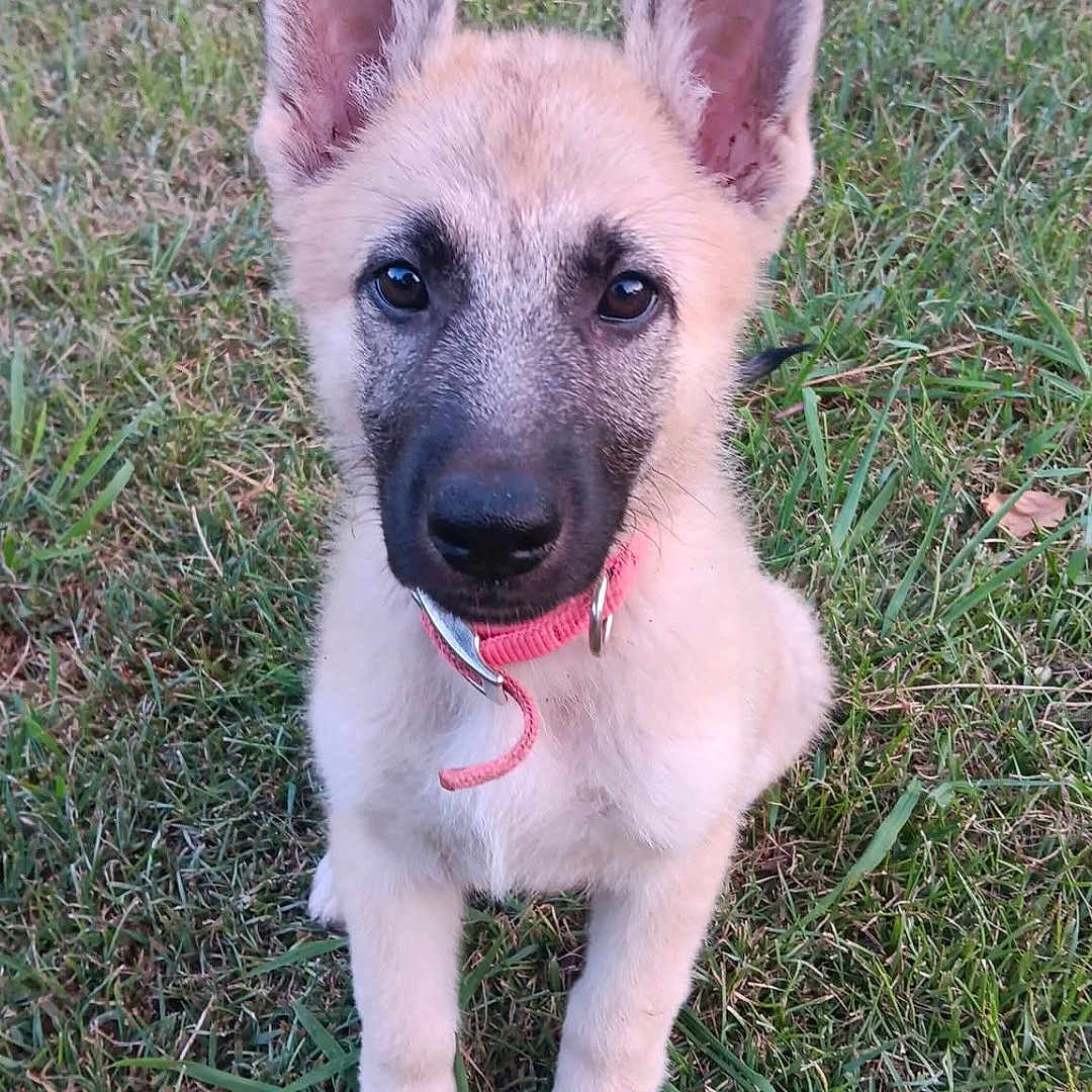 Sadie is registered to the contest to win money with this photo: adorable, alert, animal, attention, canine, collar, cute, dog, ears, friendly, fur, grass, mammal, nature, outdoor, pet, portrait, puppy, sitting, young