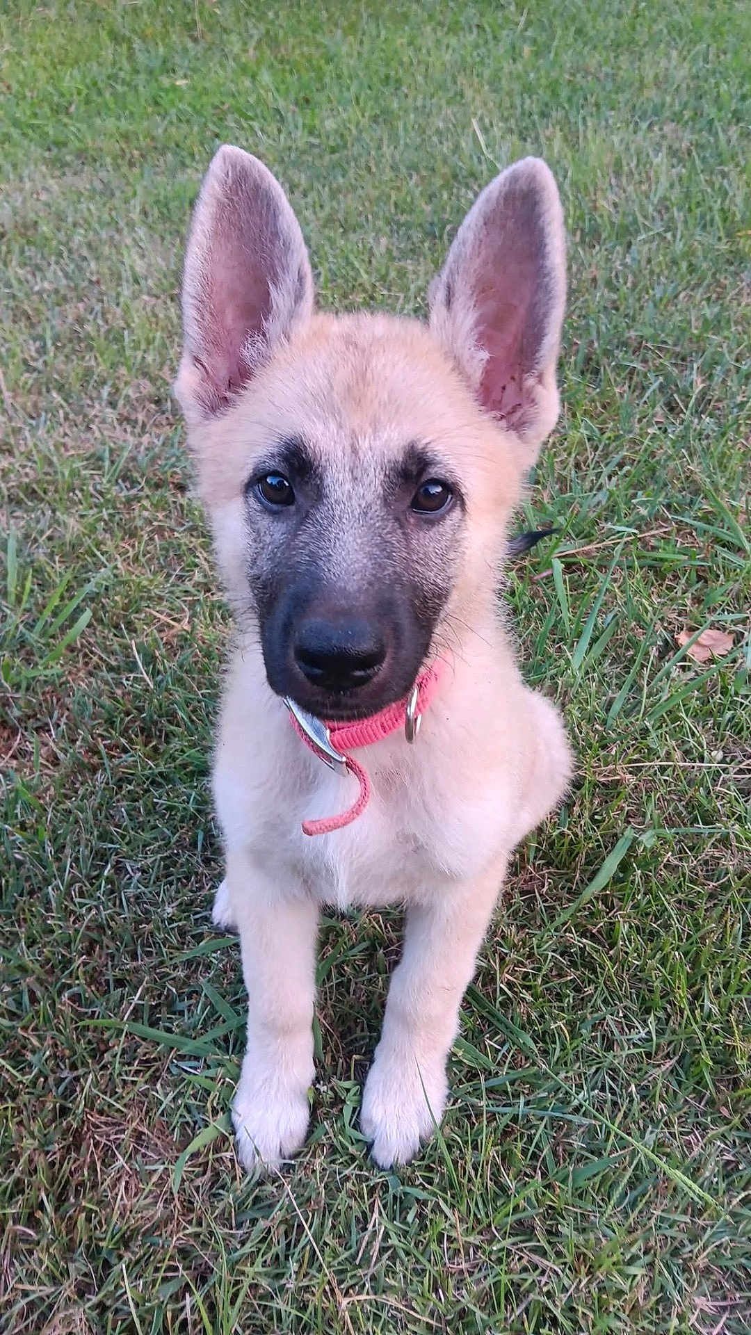Sadie