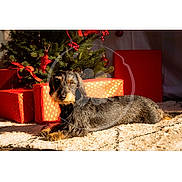Voltaire participe au concours pour gagner de l'argent avec cette photo : animal, carpet, christmas_tree, cozy, cute, dachshund, decorations, dog, festive, fur, gift_box, green, holiday, home, indoor, pet, red, relaxing, seasonal, sunlight