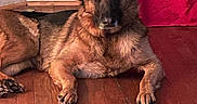Shadow joined the competition — help win amazing prizes! animal, brown, canine, companion, curtain, dog, domestic_animal, ears_up, flooring, football, fur, german_shepherd, home, indoor, laying_down, looking_at_camera, pet, red_curtain, resting, wooden_floor