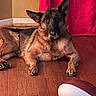 animal, brown, canine, companion, curtain, dog, domestic_animal, ears_up, flooring, football, fur, german_shepherd, home, indoor, laying_down, looking_at_camera, pet, red_curtain, resting, wooden_floor