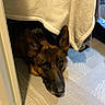 Shadow joined the competition — help win amazing prizes! animal, black, brown, cozy, cute, dog, ears, floor, fur, german_shepherd, home, indoors, looking_up, lying_down, pet, quiet, resting, shadow, towel, wooden_floor