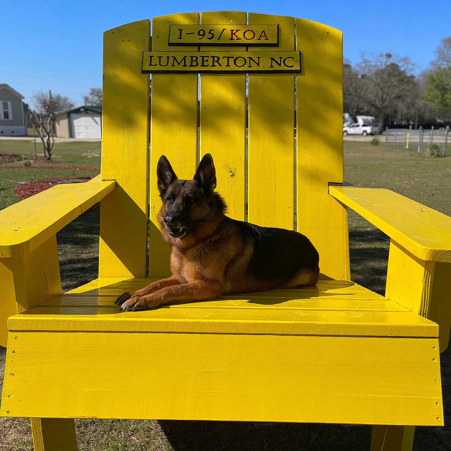 Shadow is registered to the contest to win money with this photo: animal, backyard, blue_sky, daytime, dog, fence, german_shepherd, grass, house, large_chair, nature, outdoor, pet, relaxed, resting, sign, sunlight, tree, wooden_chair, yellow_chair