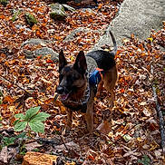 Shadow joined the competition — help win amazing prizes! animal, autumn, backpack, black, brown, canine, daylight, dog, fall_leaves, forest, german_shepherd, hiking, leaves, moss, nature, orange, outdoor, pet, rocks, walking