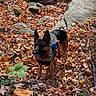 animal, autumn, backpack, black, brown, canine, daylight, dog, fall_leaves, forest, german_shepherd, hiking, leaves, moss, nature, orange, outdoor, pet, rocks, walking