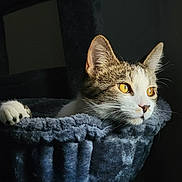Boots is registered to the contest to win money with this photo: animal, cat, cat_tree, closeup, cozy, curious, domestic_cat, ears, face, feline, fur, golden_eyes, indoor, paw, pet, portrait, resting, shadow, soft_light, whiskers
