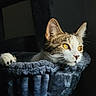 animal, cat, cat_tree, closeup, cozy, curious, domestic_cat, ears, face, feline, fur, golden_eyes, indoor, paw, pet, portrait, resting, shadow, soft_light, whiskers